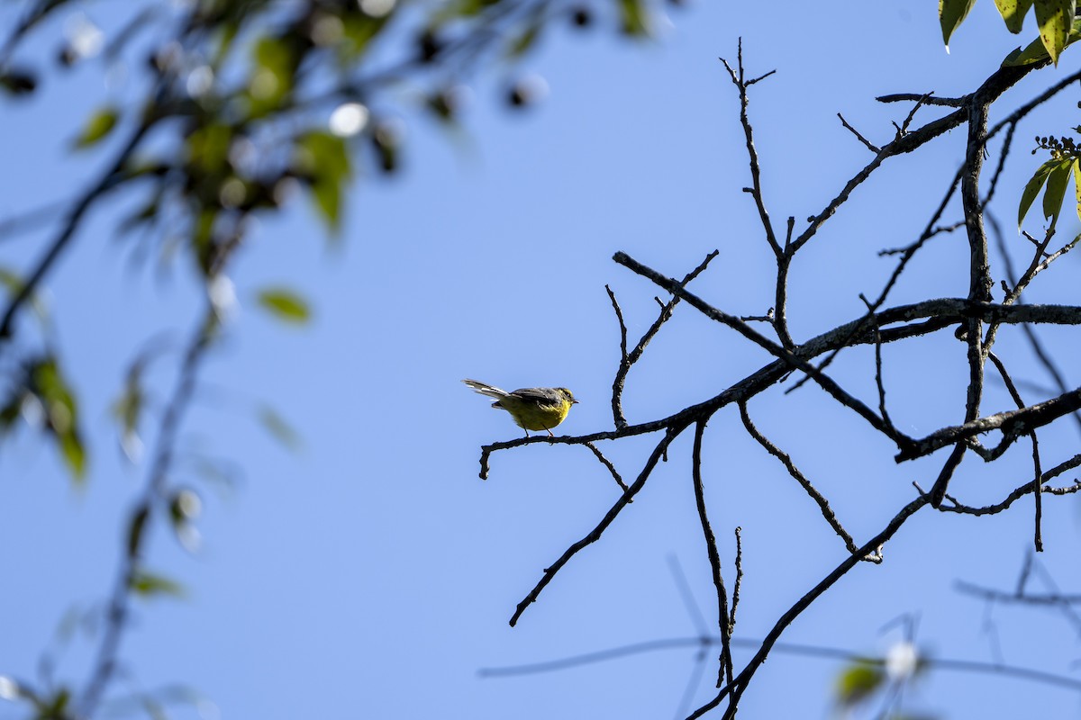 Yellow-bellied Fairy-Fantail - ML643218615
