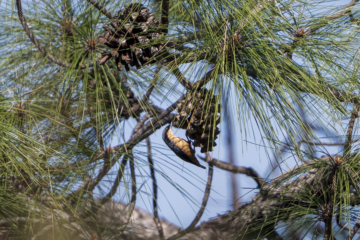 White-tailed Nuthatch - ML643218618