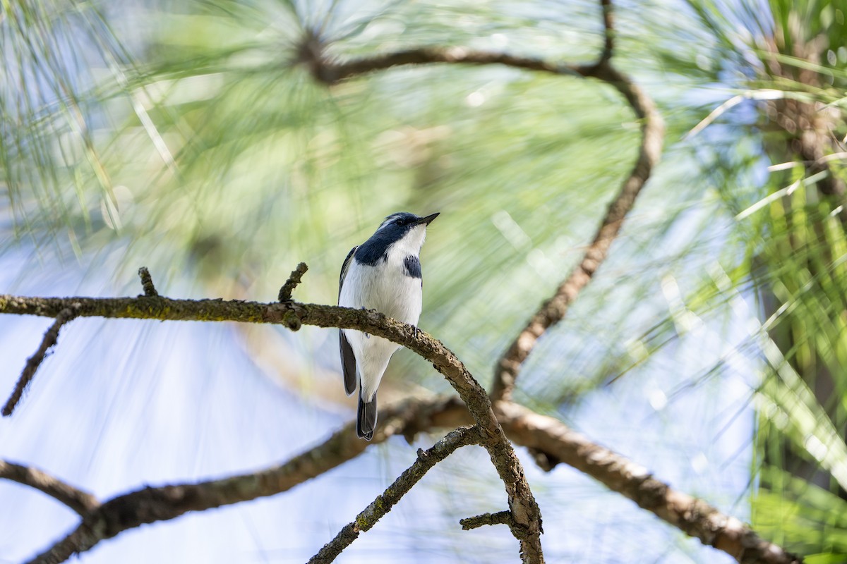 Ultramarine Flycatcher - ML643218619