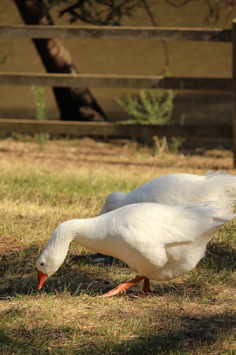 Domestic goose sp. (Domestic type) - ML643218622
