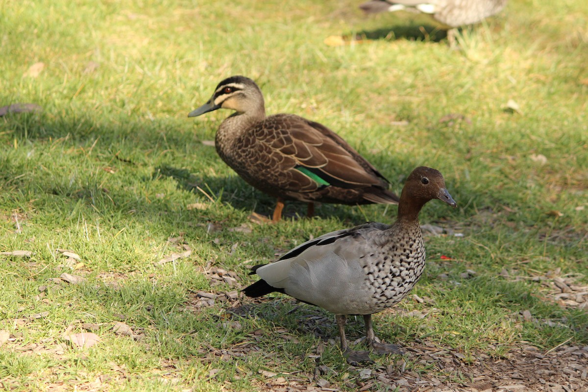 Maned Duck - ML643218623