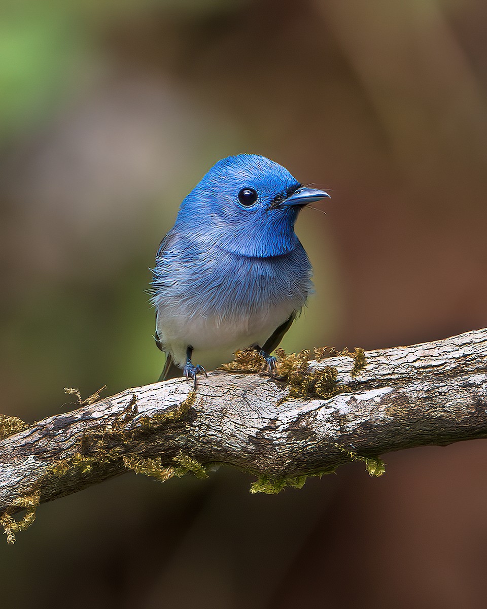 Black-naped Monarch - ML643218632