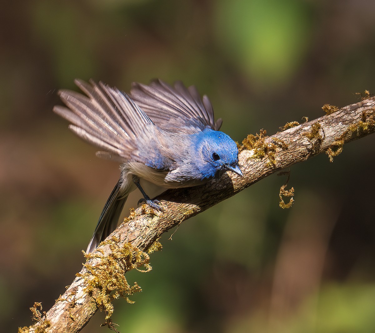 Black-naped Monarch - ML643218633