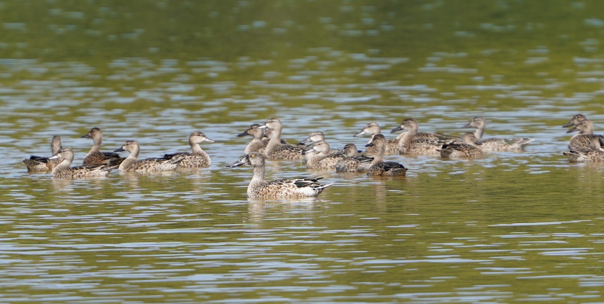 Northern Shoveler - ML643218634