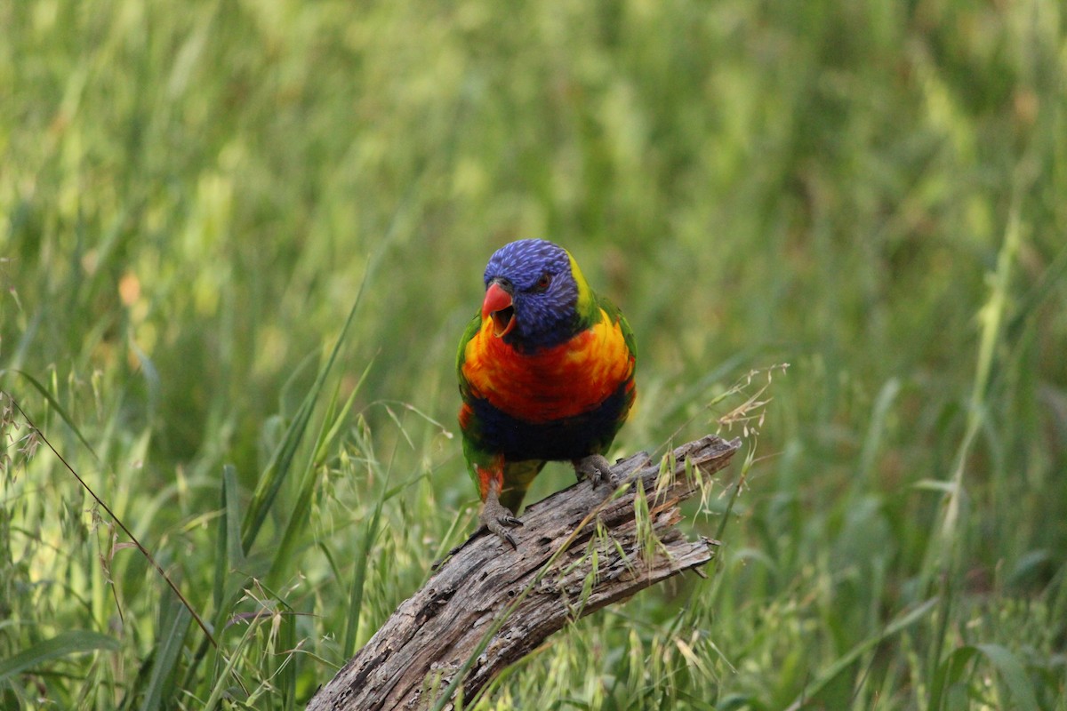 Rainbow Lorikeet - ML643218635