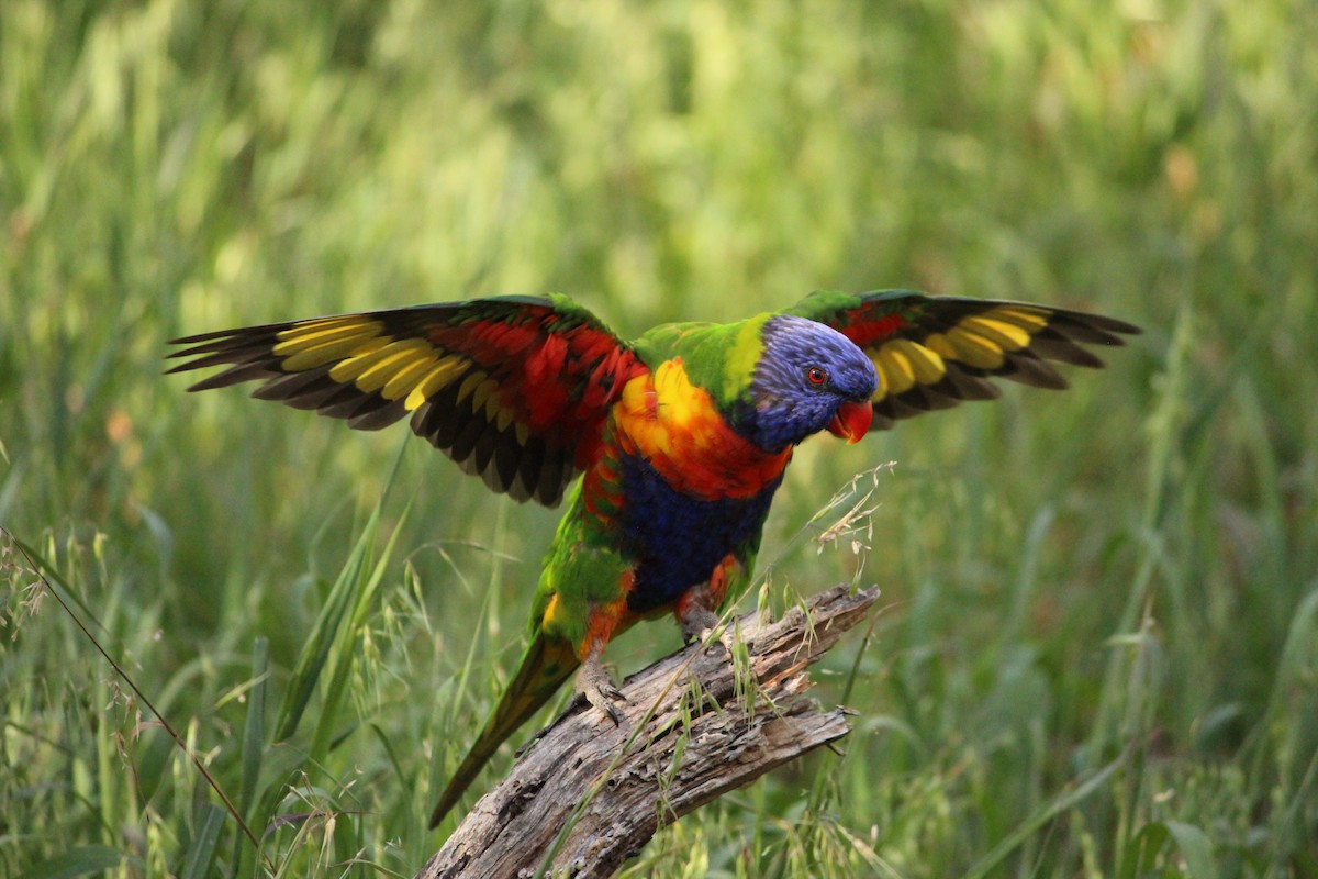 Rainbow Lorikeet - ML643218636
