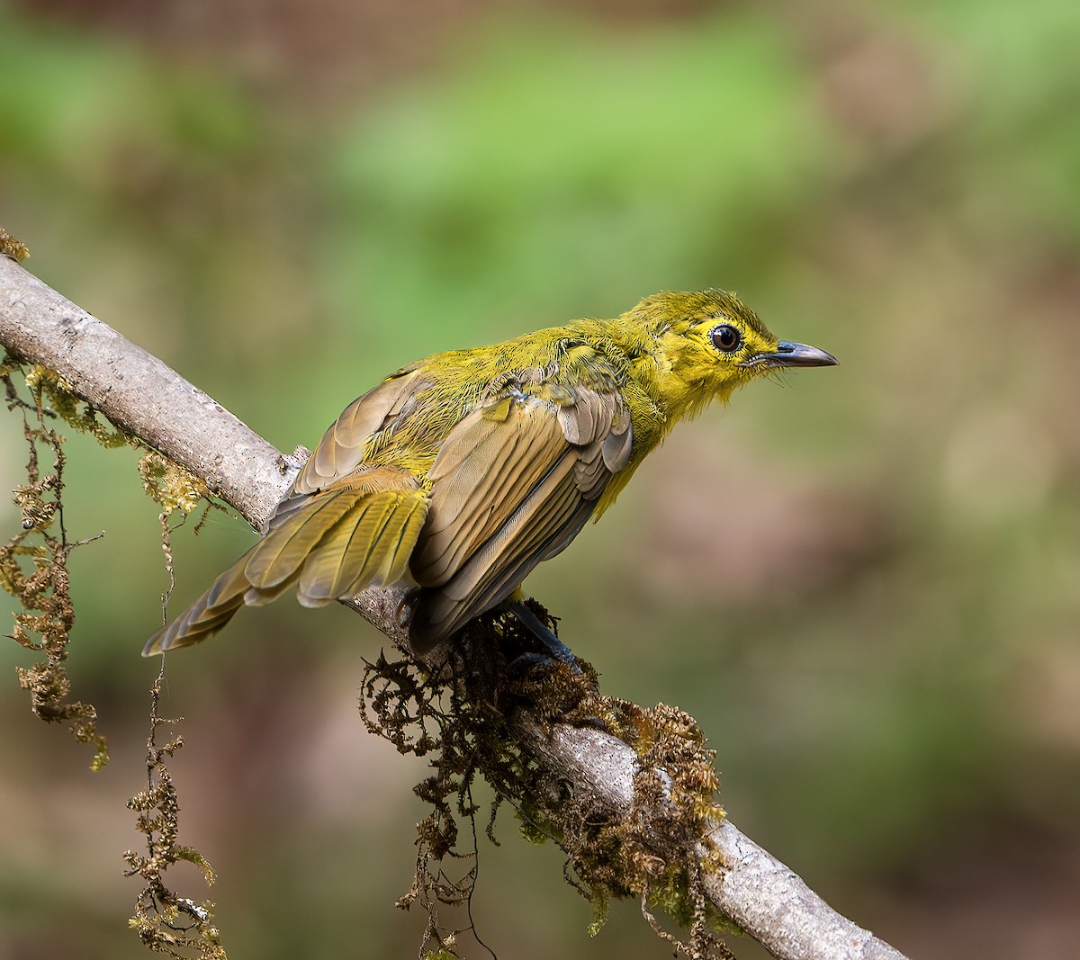 Yellow-browed Bulbul - ML643218637