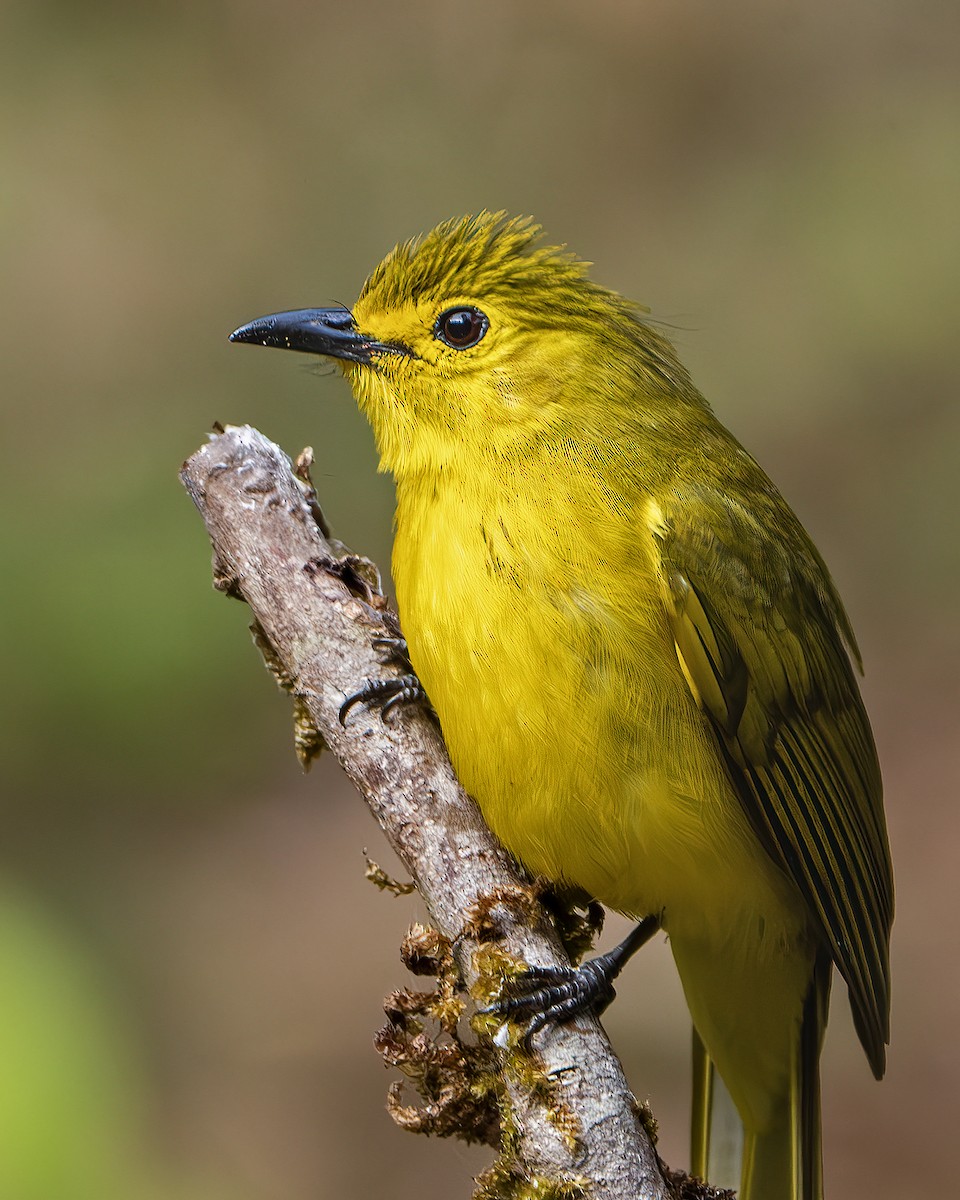 Yellow-browed Bulbul - ML643218638