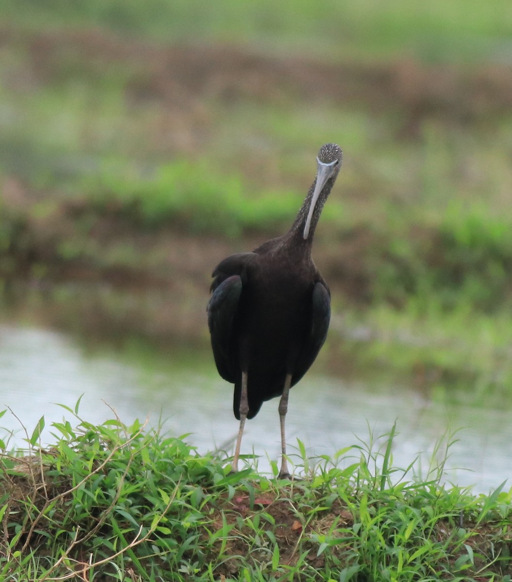 Glossy Ibis - ML643218639