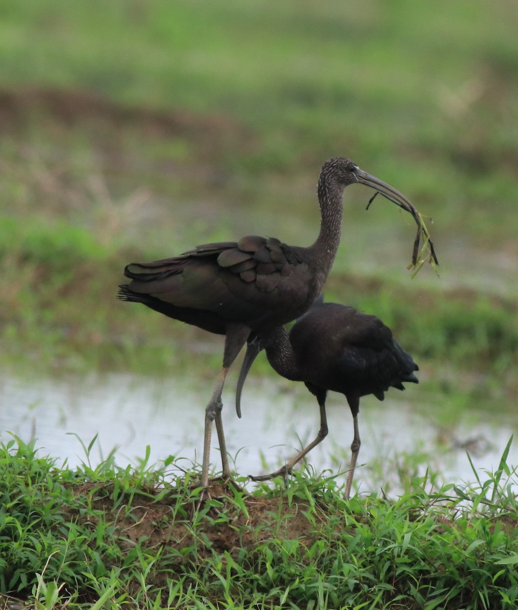 Glossy Ibis - ML643218640