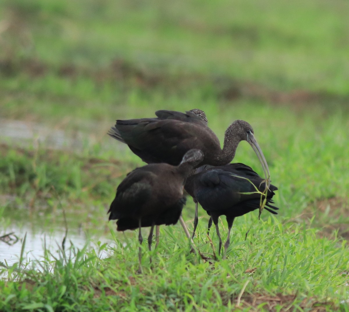 Glossy Ibis - ML643218641
