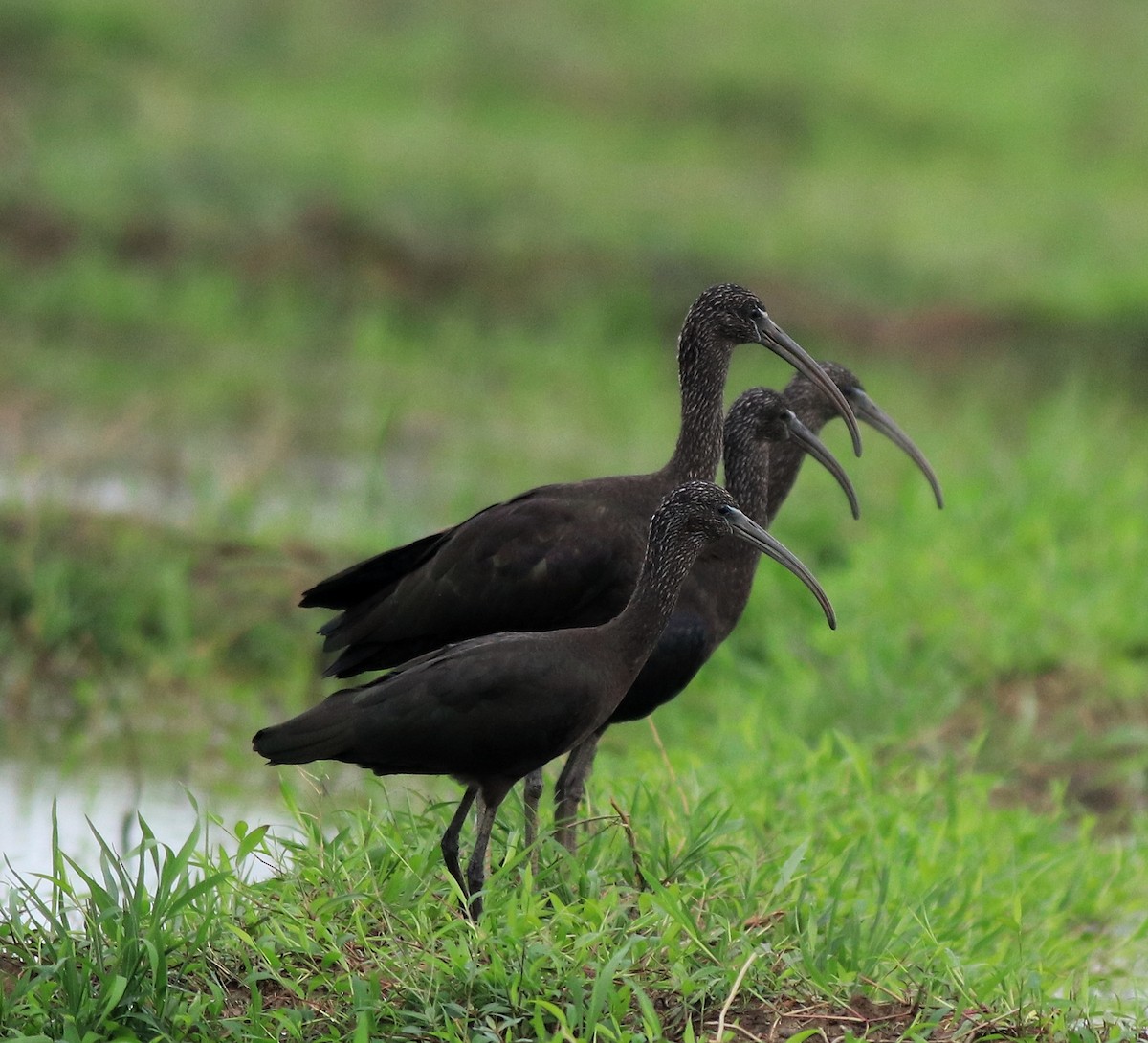 Glossy Ibis - ML643218643