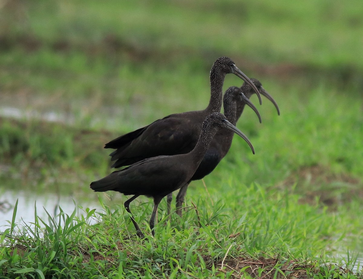 Glossy Ibis - ML643218644