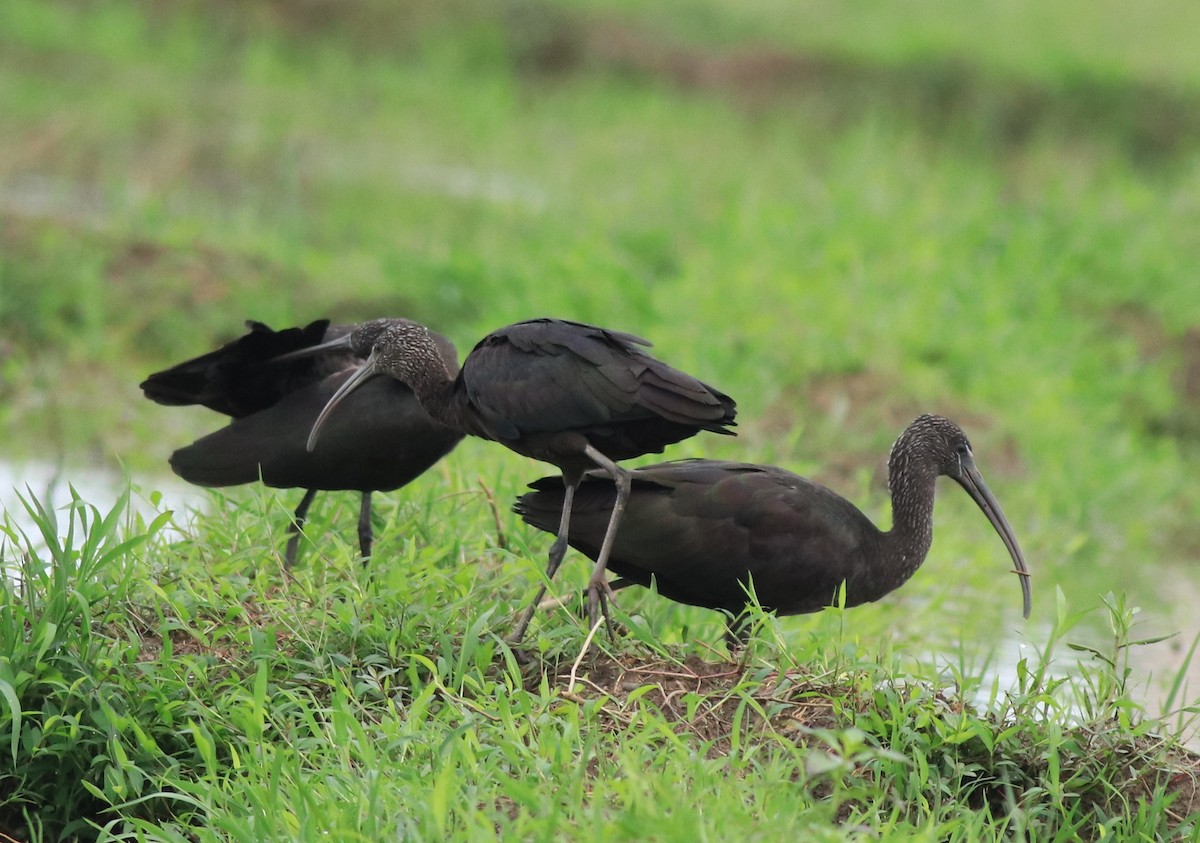 Glossy Ibis - ML643218645