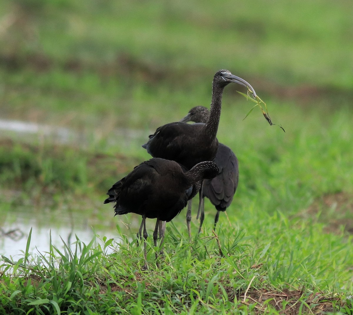 Glossy Ibis - ML643218646