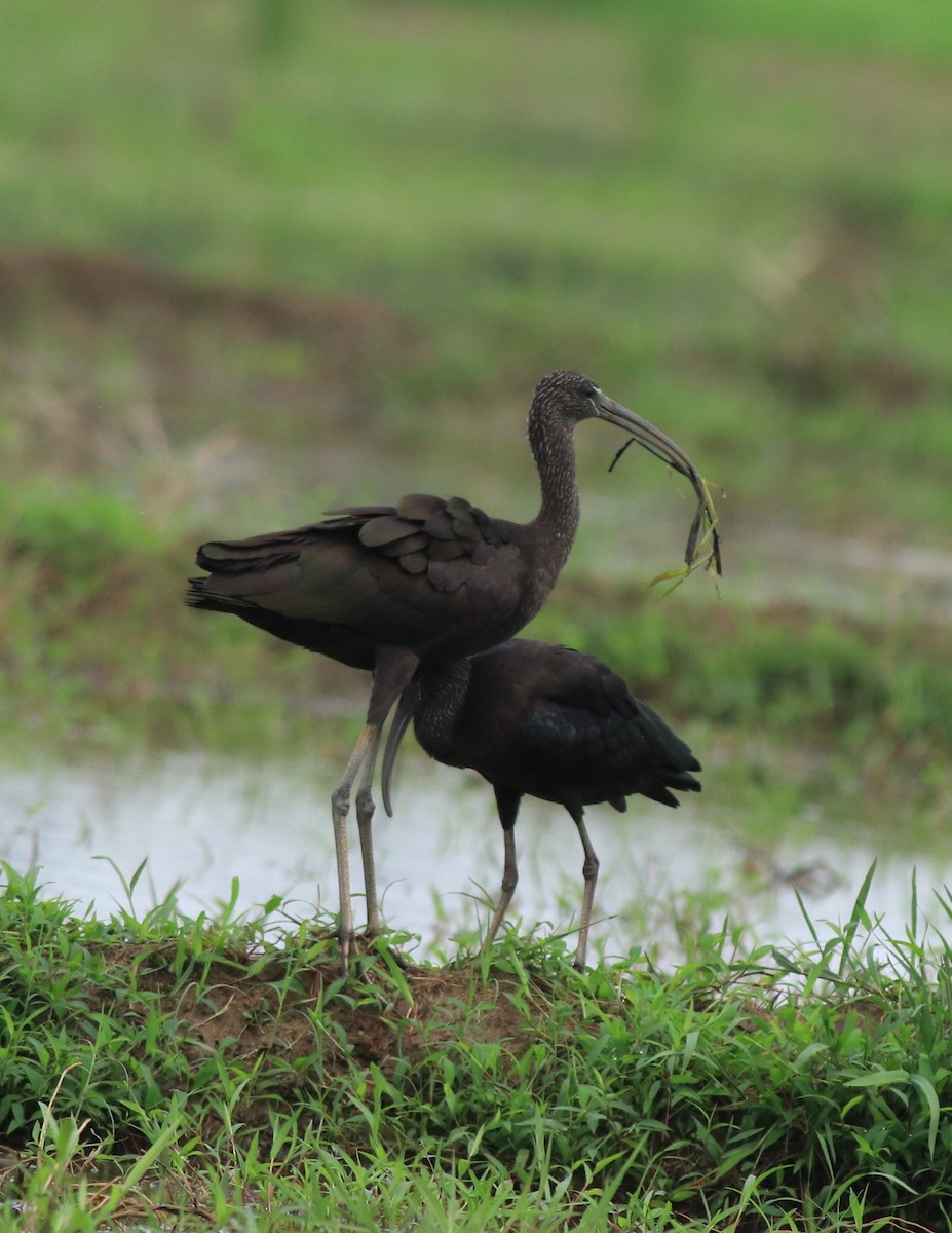 Glossy Ibis - ML643218647
