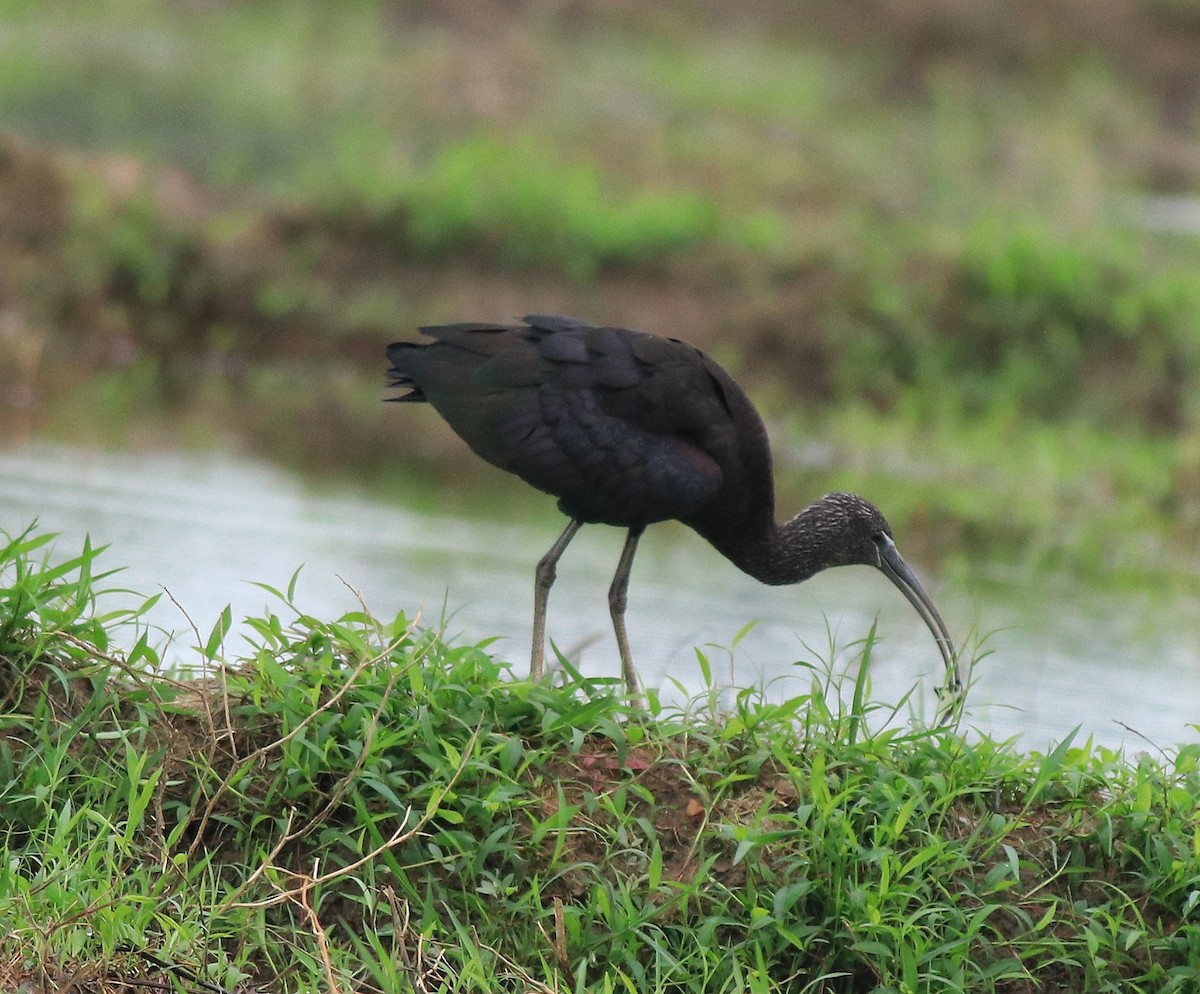 Glossy Ibis - ML643218648