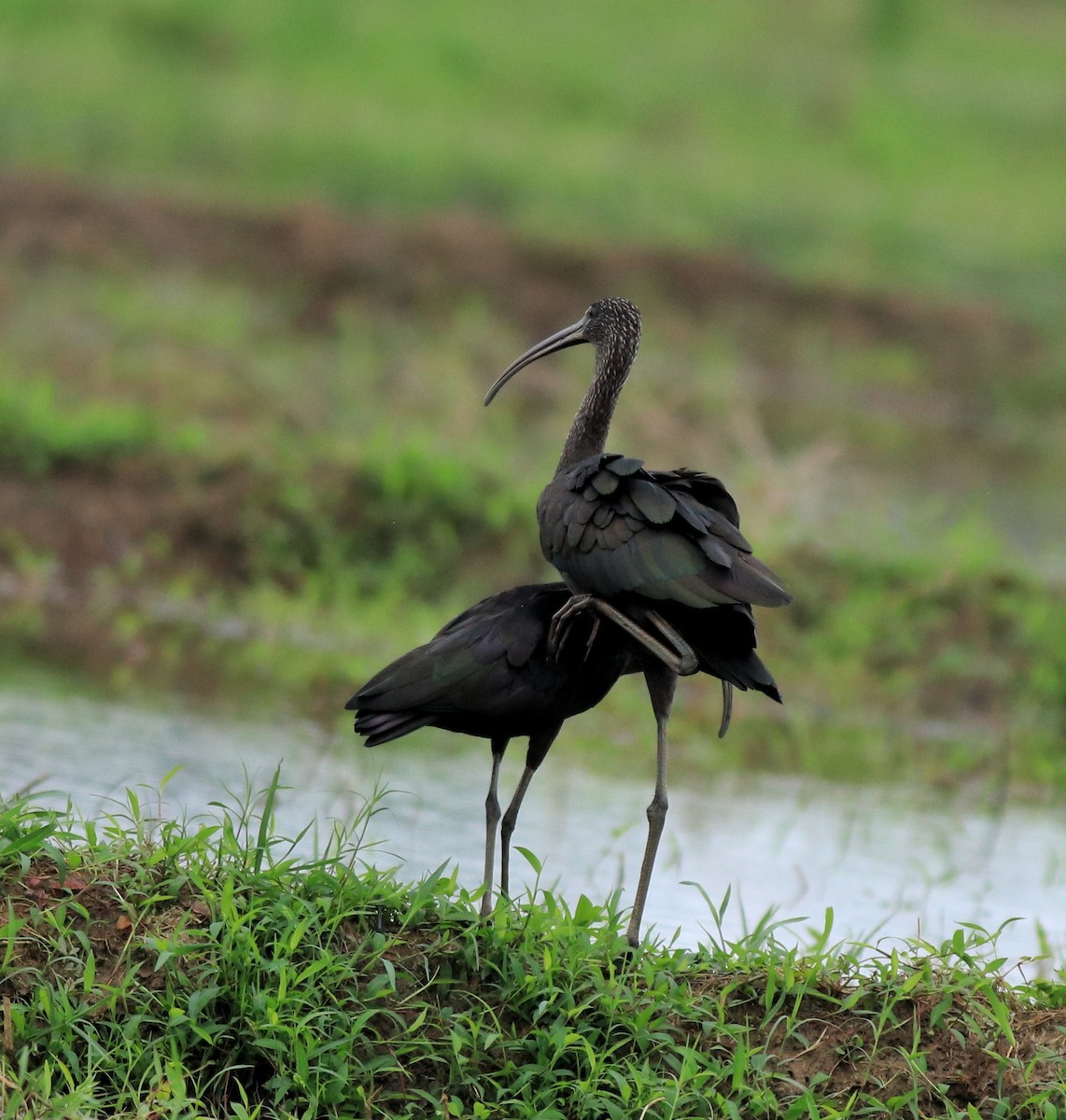 Glossy Ibis - ML643218649