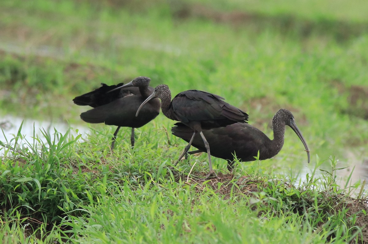 Glossy Ibis - ML643218650