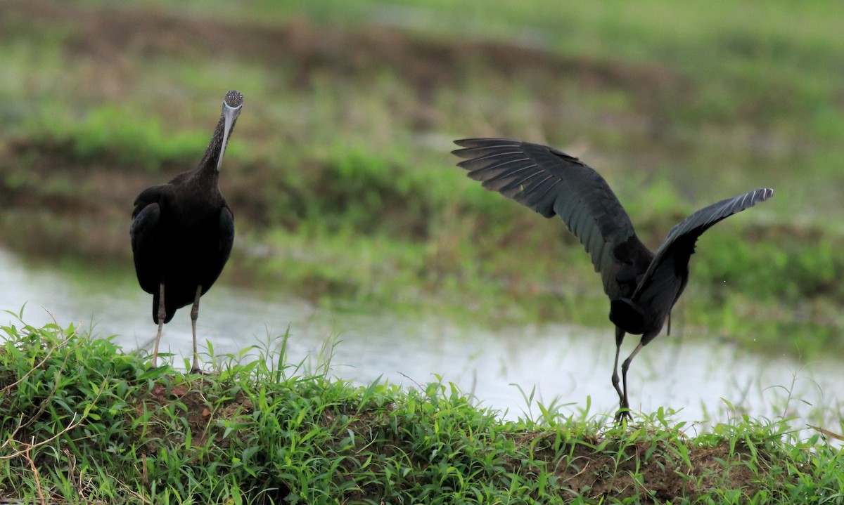 Glossy Ibis - ML643218651