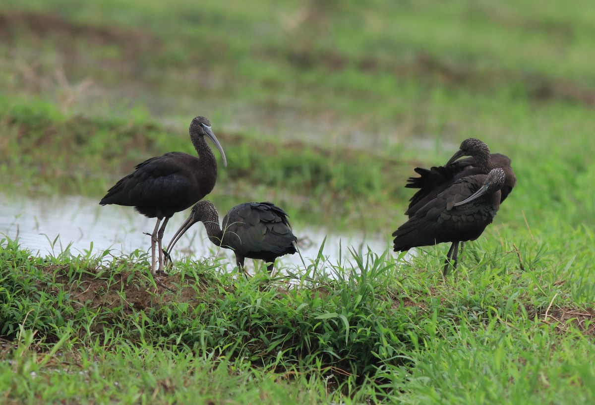 Glossy Ibis - ML643218652