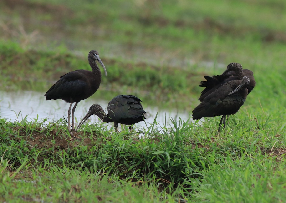 Glossy Ibis - ML643218653