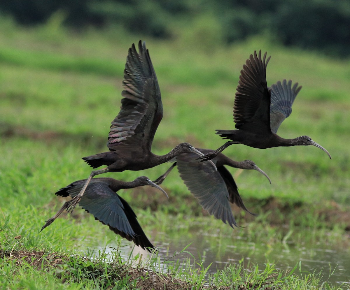 Glossy Ibis - ML643218656