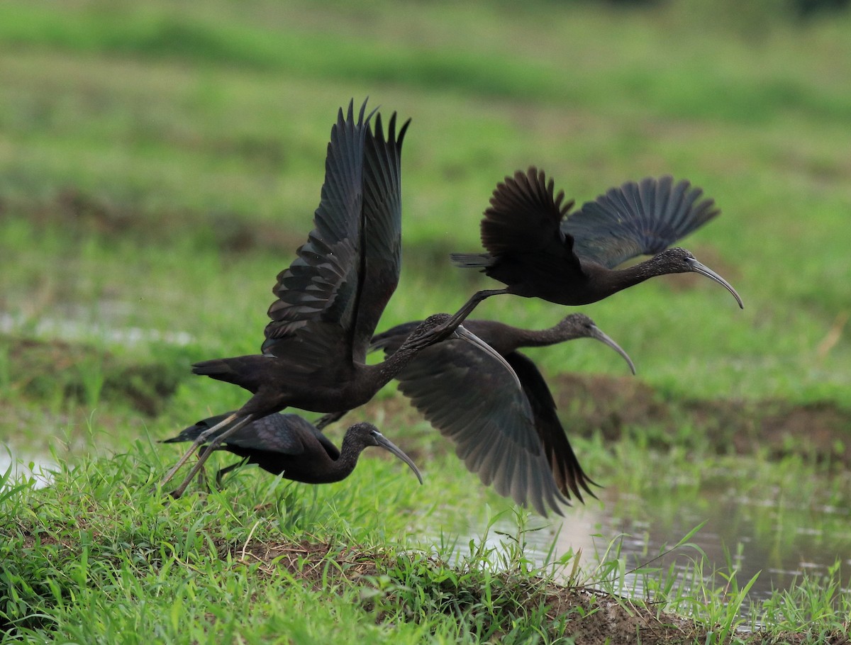Glossy Ibis - ML643218657