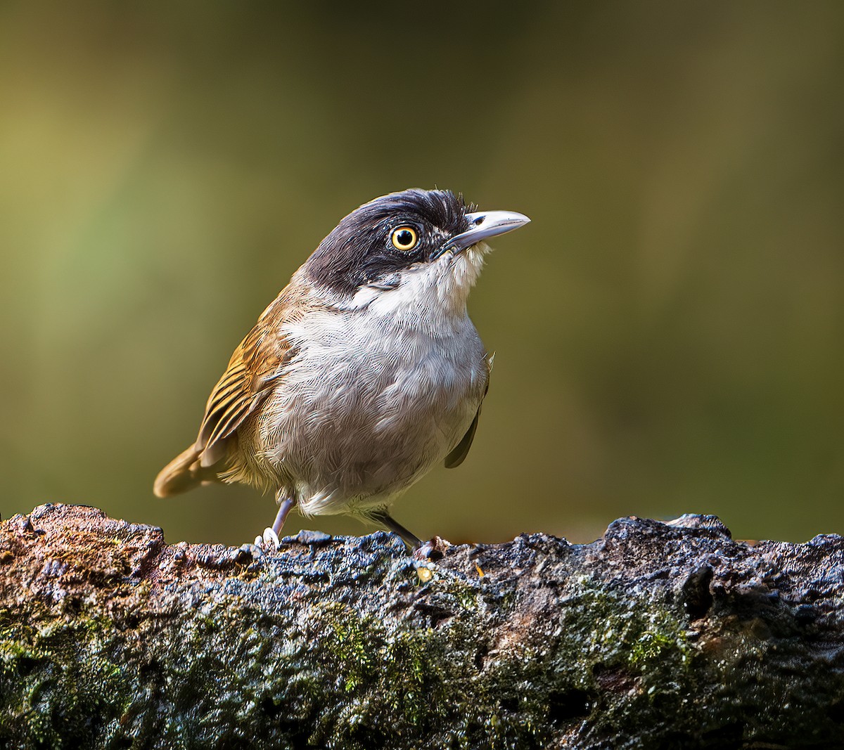 Dark-fronted Babbler - ML643218659