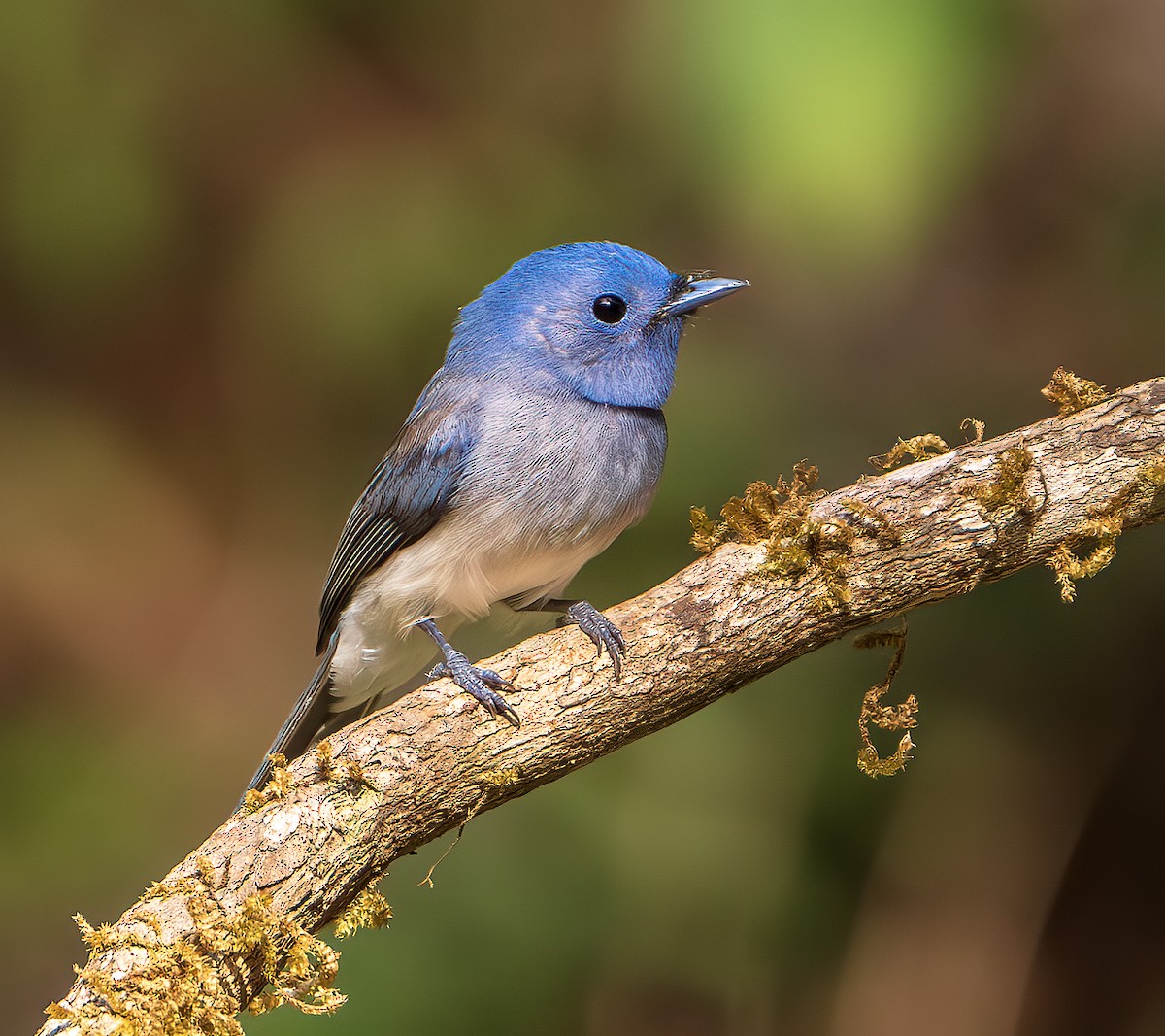 Black-naped Monarch - ML643218664