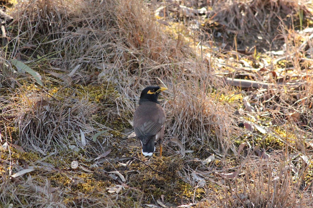 hyrdestær - ML643218665
