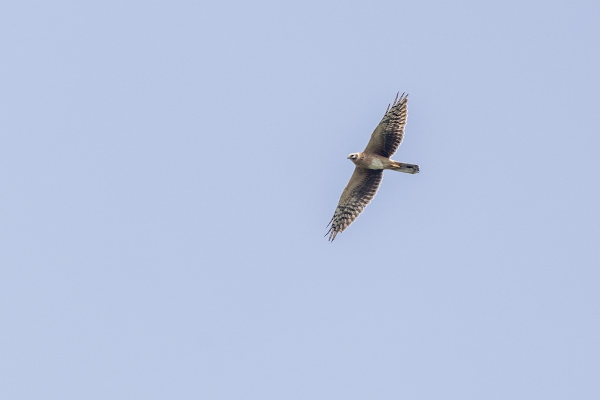 steppehauk - ML643218671