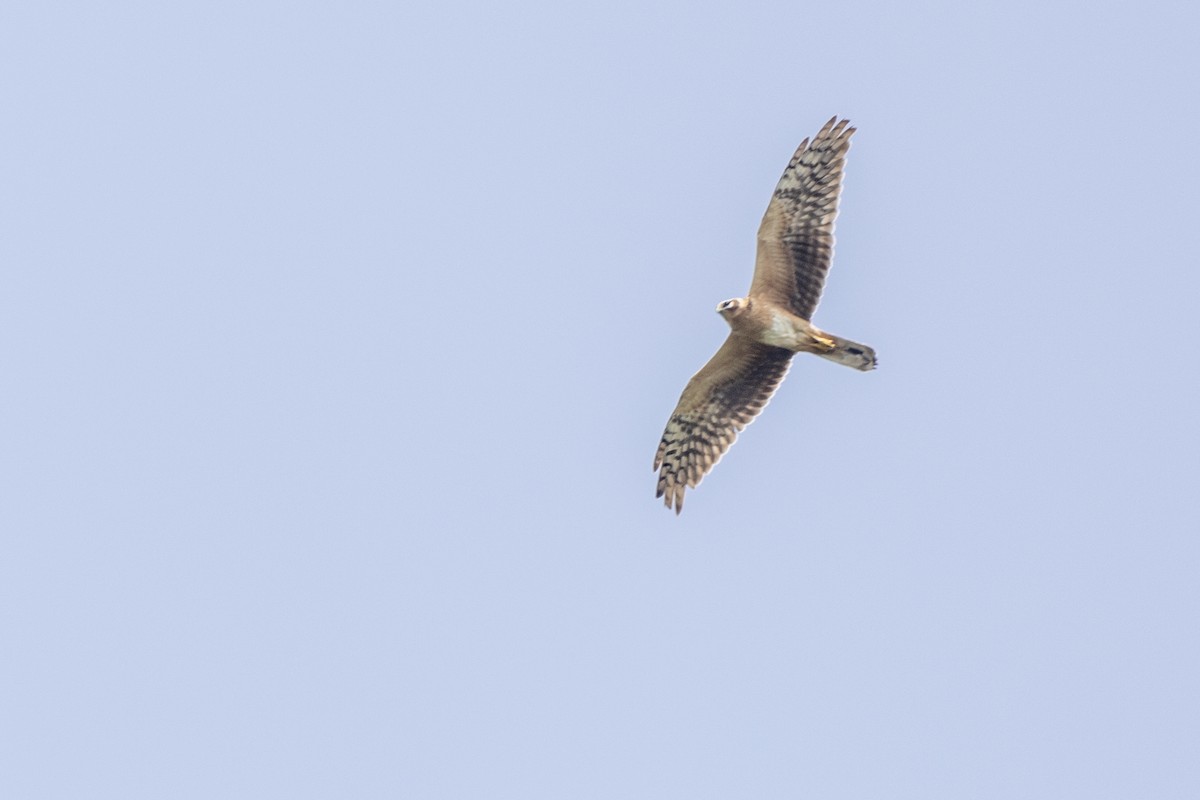 Pallid Harrier - ML643218679