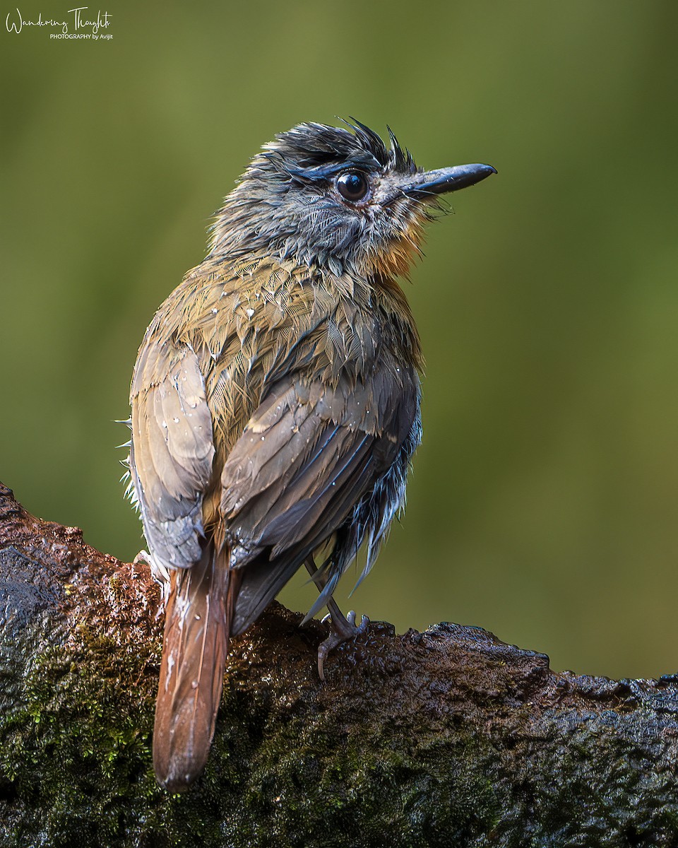 White-bellied Blue Flycatcher - ML643218694