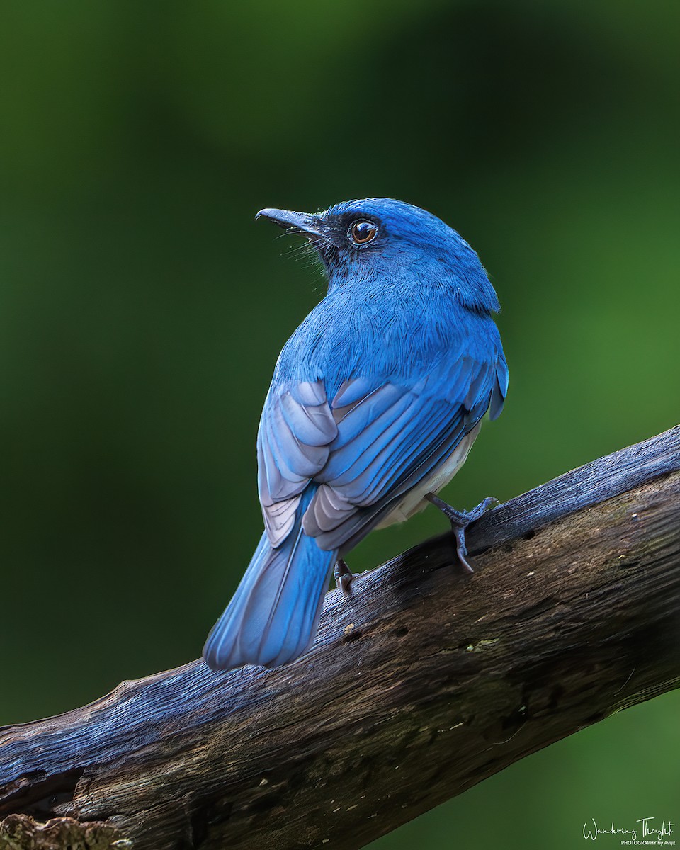 White-bellied Blue Flycatcher - ML643218695