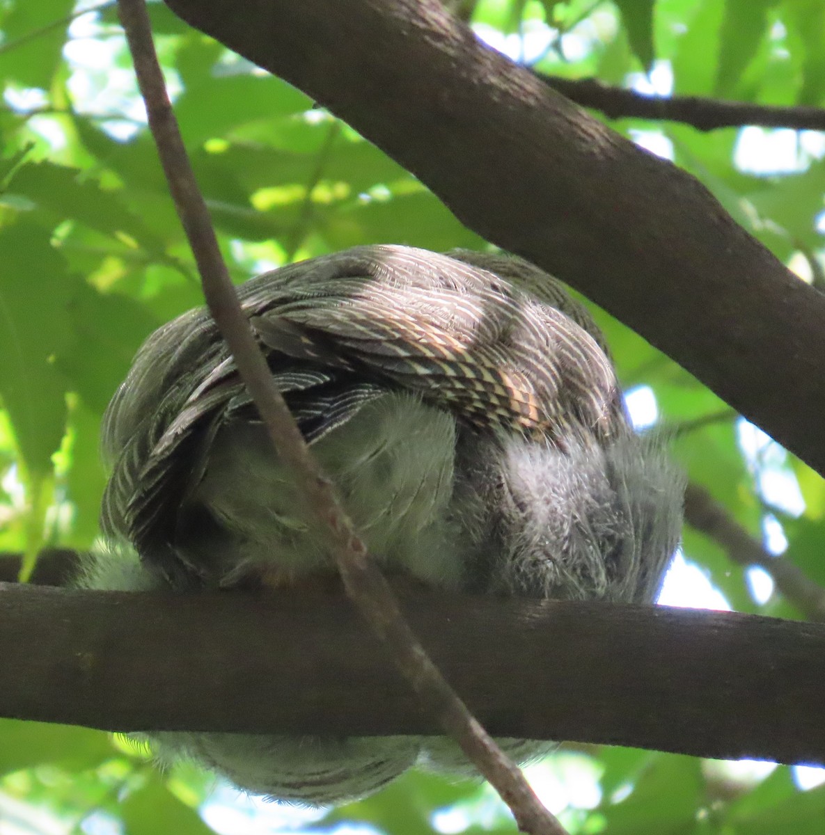 Jungle Owlet - ML643218712