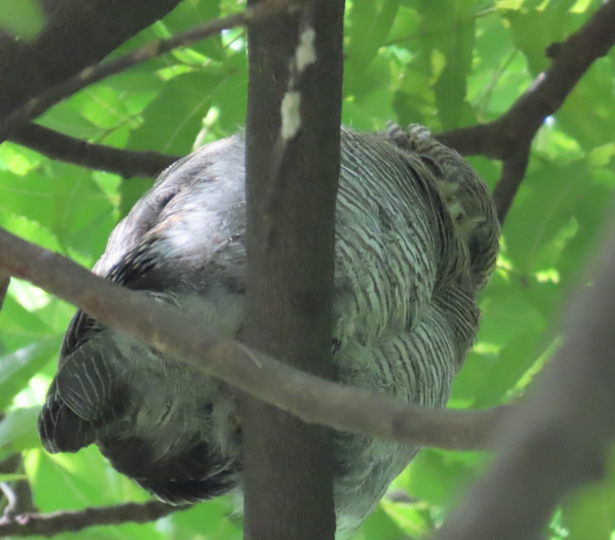 Jungle Owlet - ML643218713