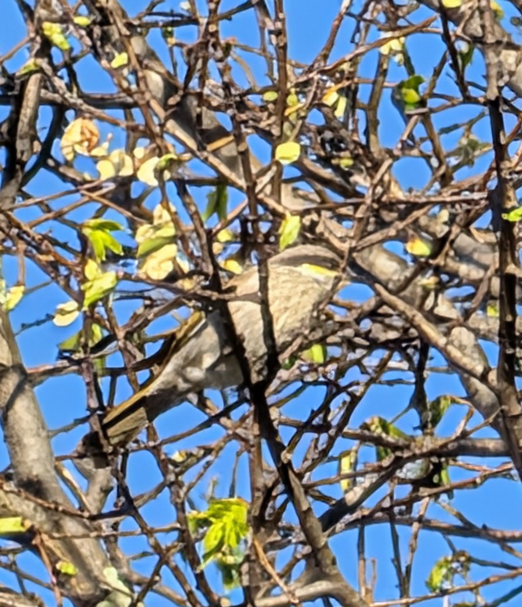 Singing Honeyeater - ML643218726