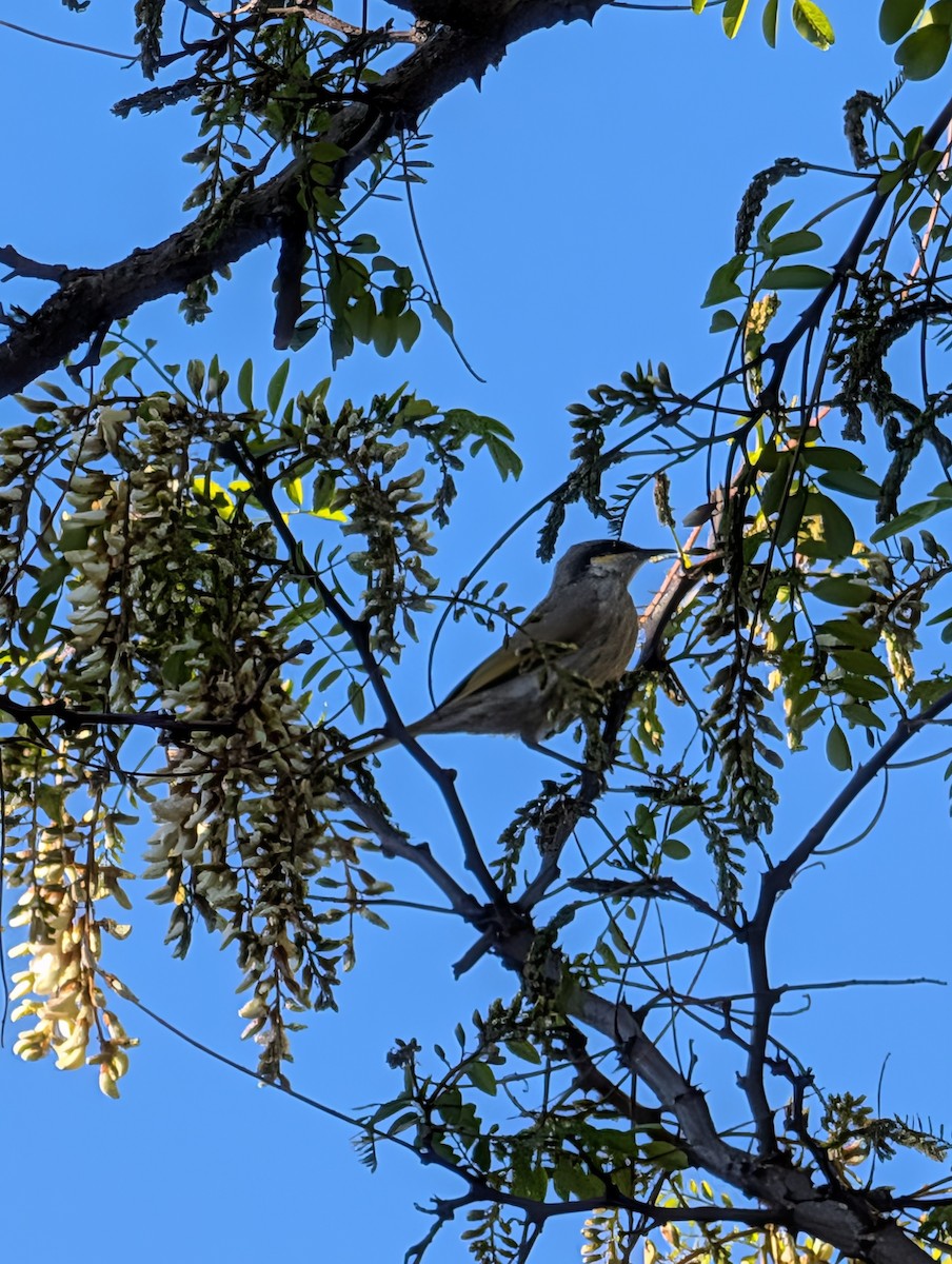 Singing Honeyeater - ML643218727