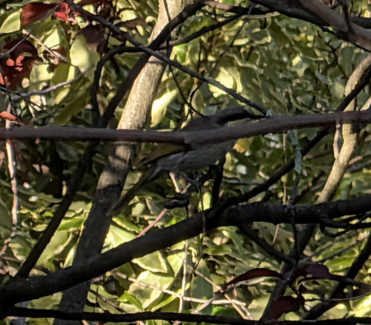 Singing Honeyeater - ML643218728