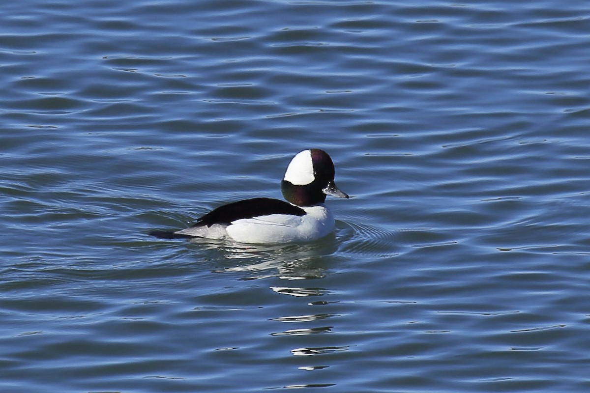 Bufflehead - ML643218731