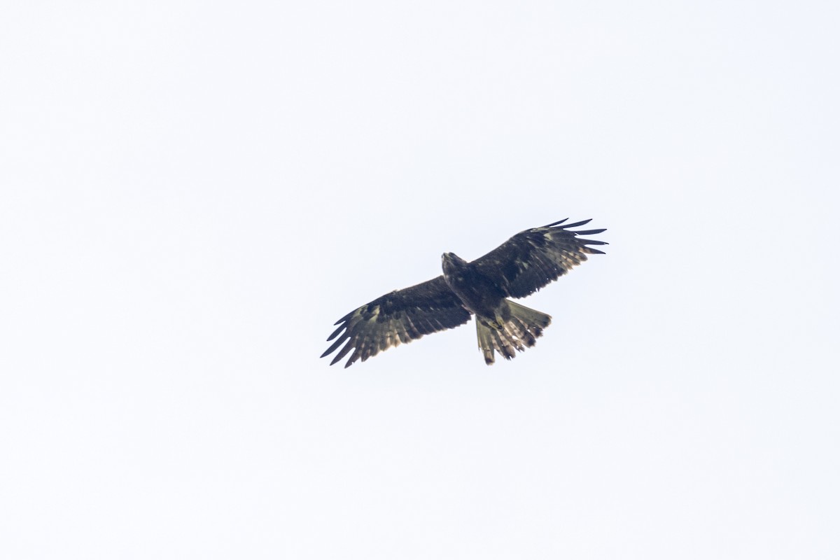 Booted Eagle - ML643218734