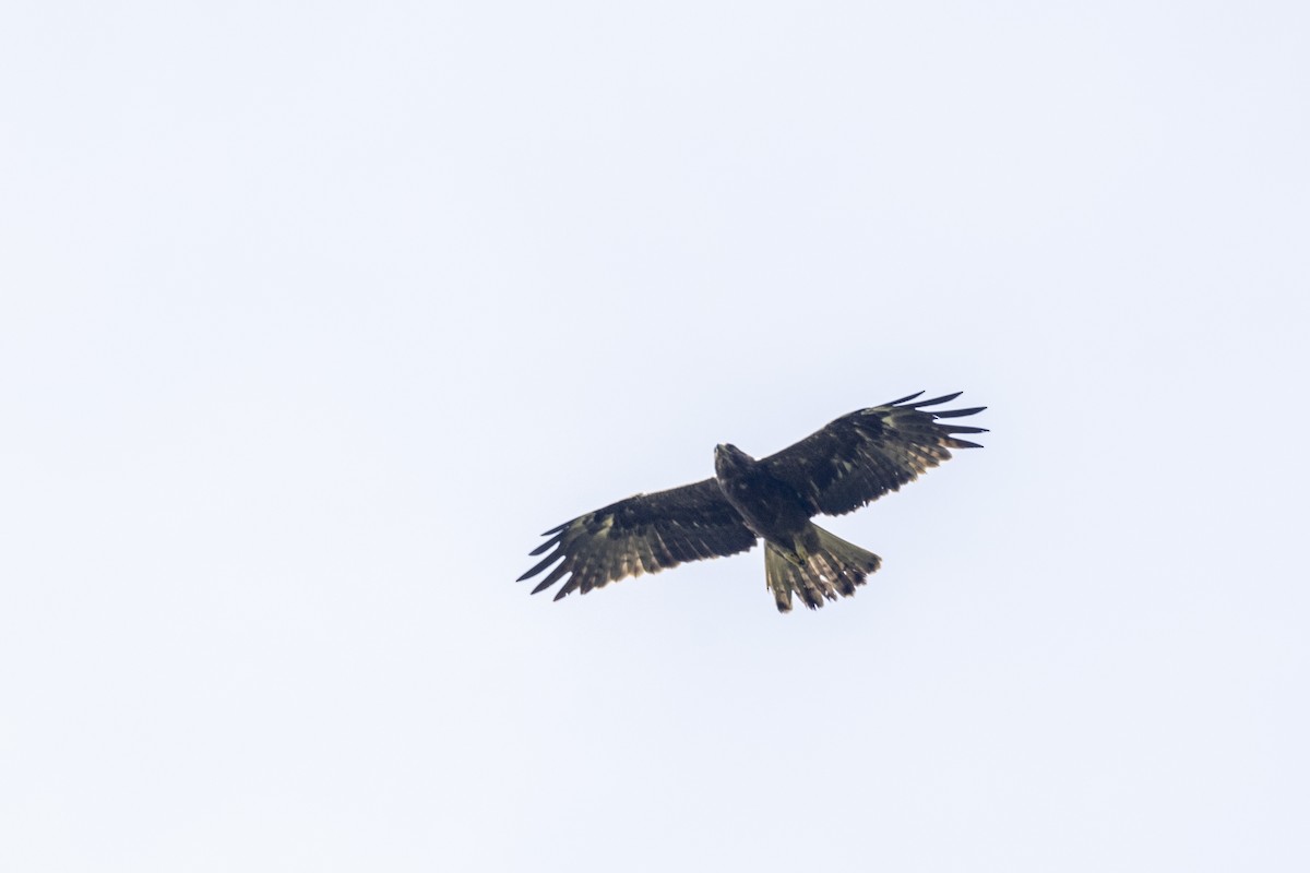 Booted Eagle - ML643218735