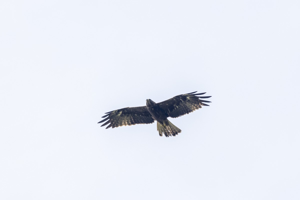 Booted Eagle - ML643218736