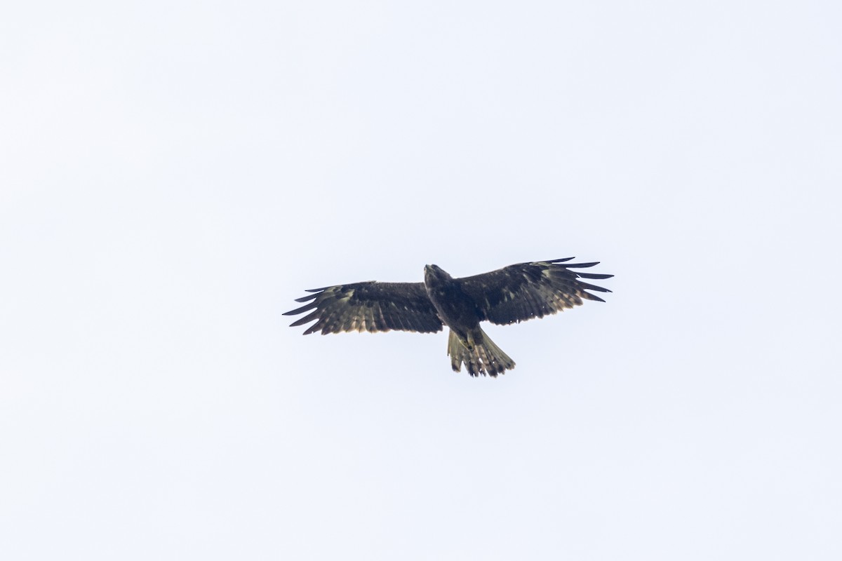 Booted Eagle - ML643218737