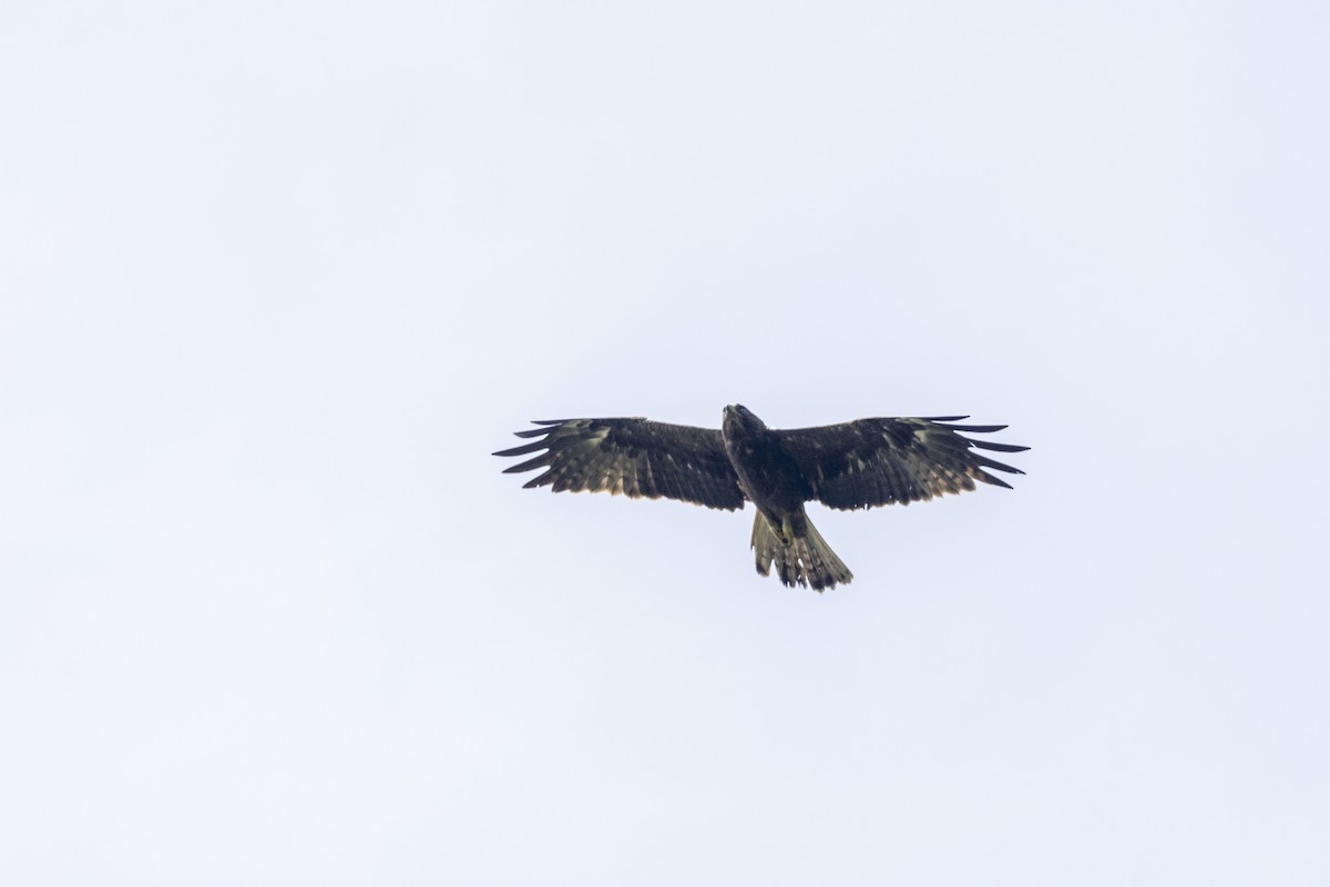 Booted Eagle - ML643218738