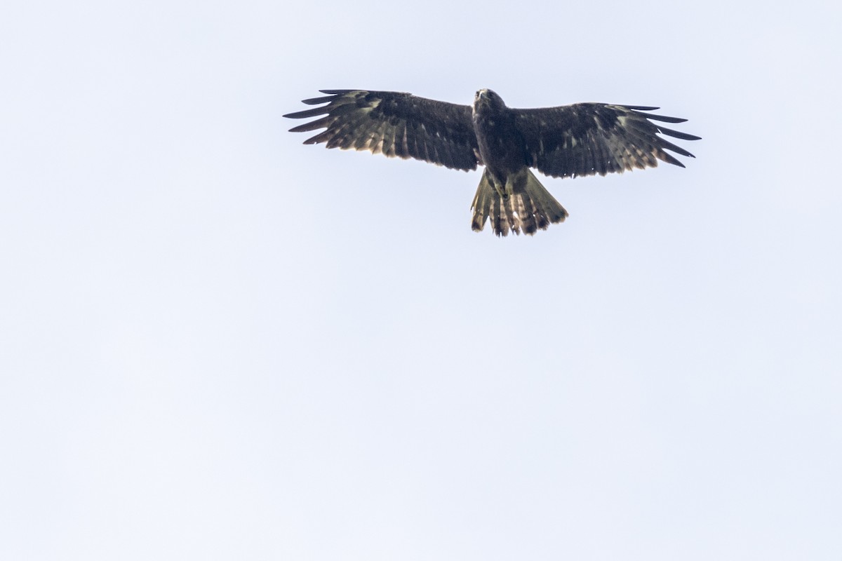 Booted Eagle - ML643218740