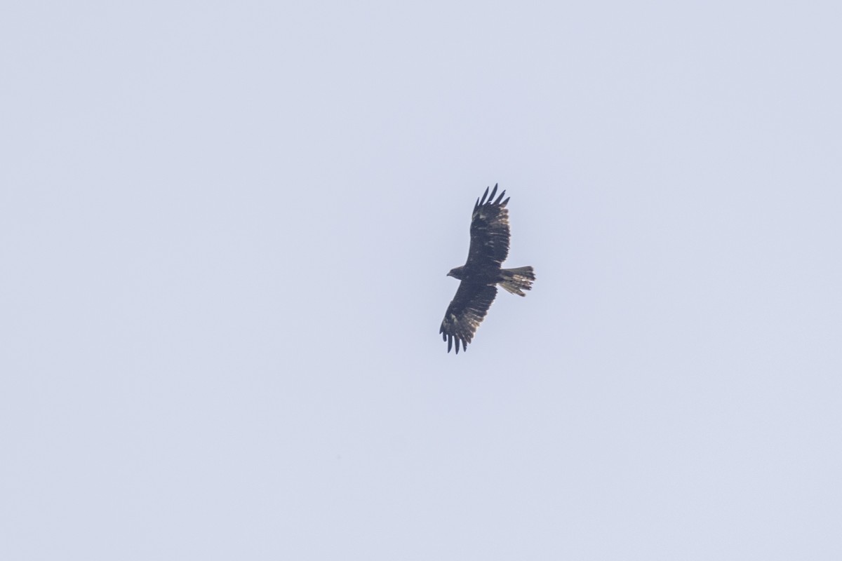 Booted Eagle - ML643218741