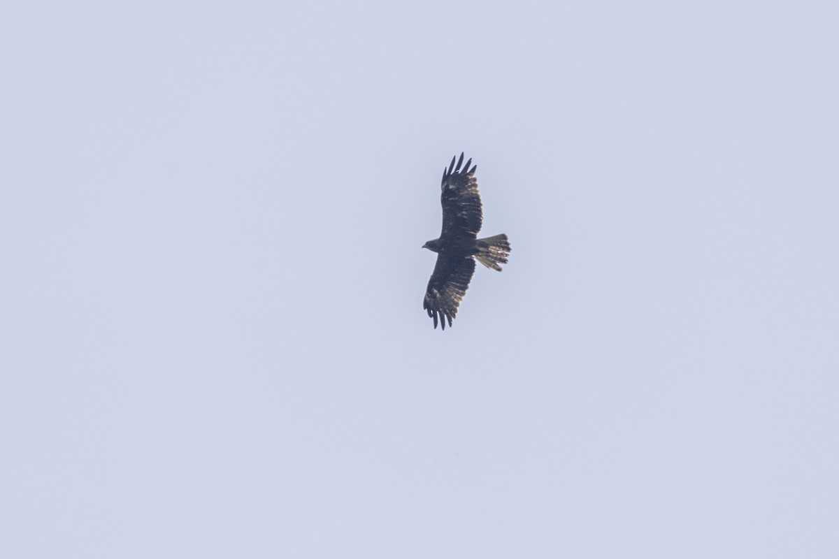 Booted Eagle - ML643218742