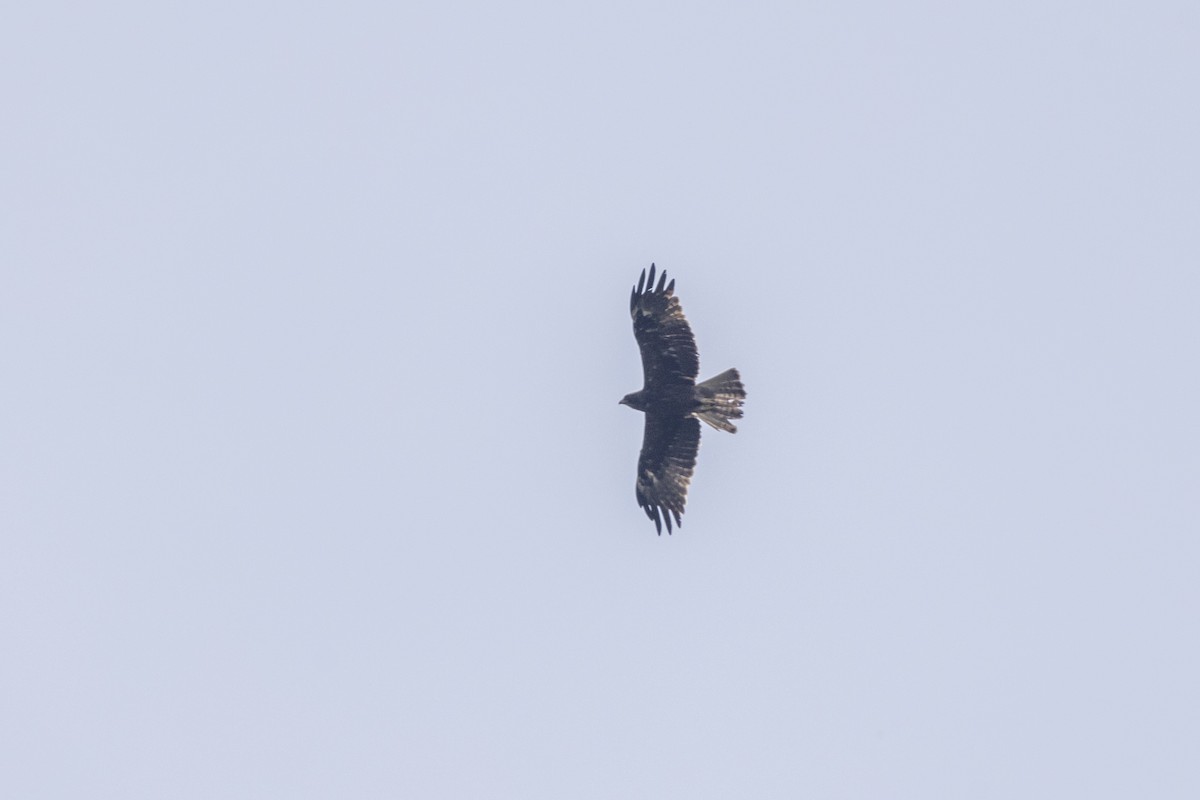Booted Eagle - ML643218743
